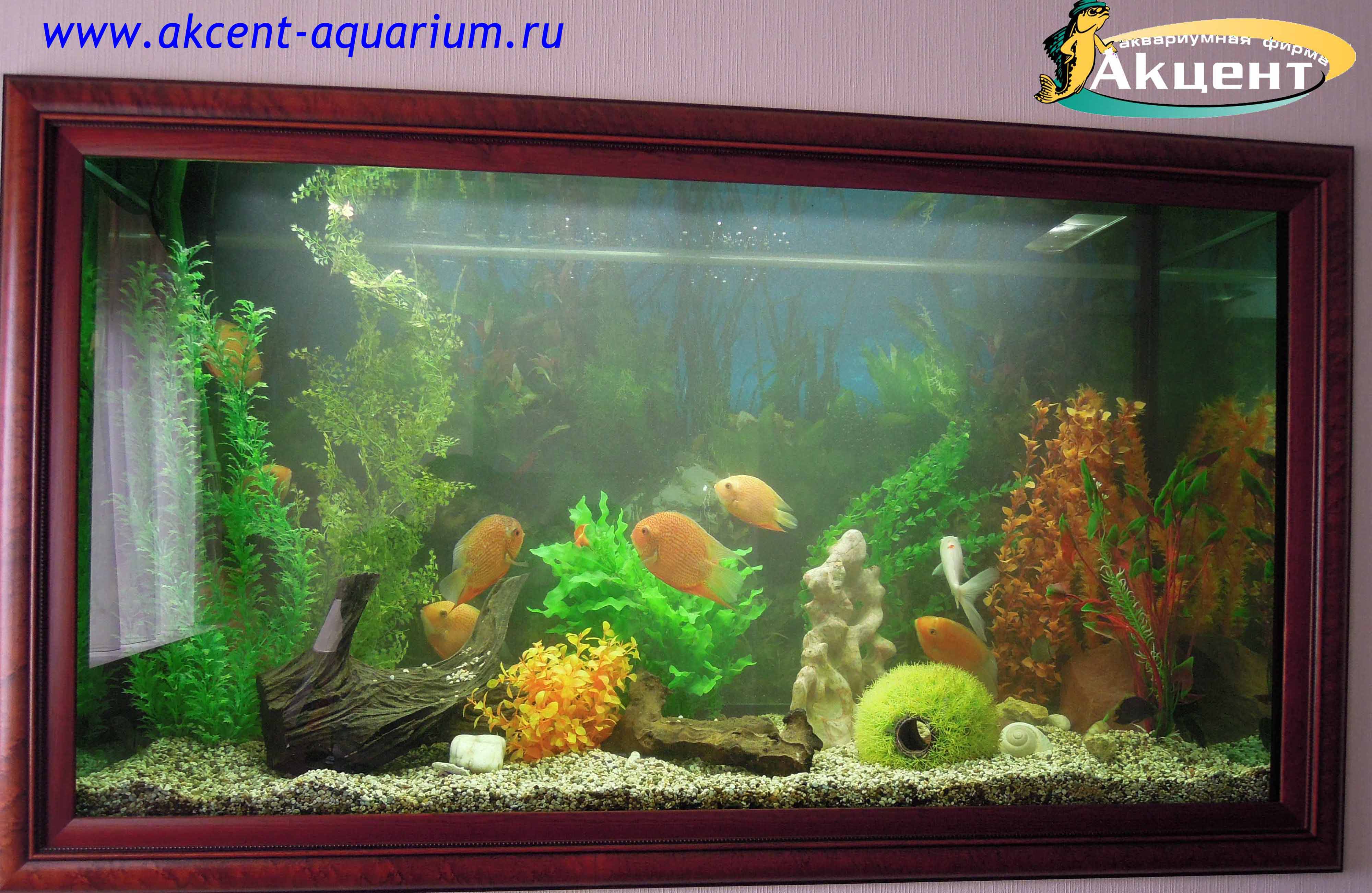 Акцент-аквариум, аквариум 800 литров цихлазома северум красный жемчуг, искусственные растения.
